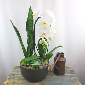 Custom Design Planter Garden - 3 (Orchid, Sansevieria, Succulent)