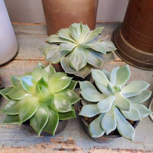 4" Succulents (single, double, triple)