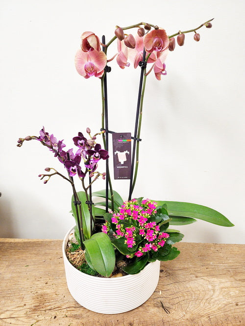 Indoor Garden Collection