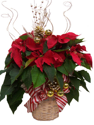 Decorated Poinsettia Basket