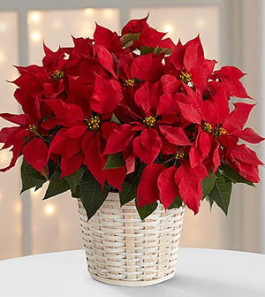 Decorated Poinsettia Basket