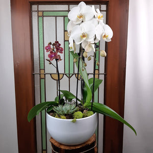 Custom Design Planter Garden - 4 (Orchids & Succulents)