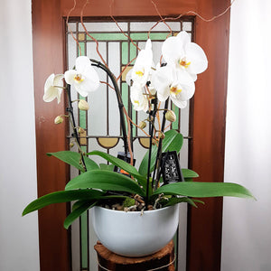 Custom Design Planter Garden - 5 (Triple Orchids)