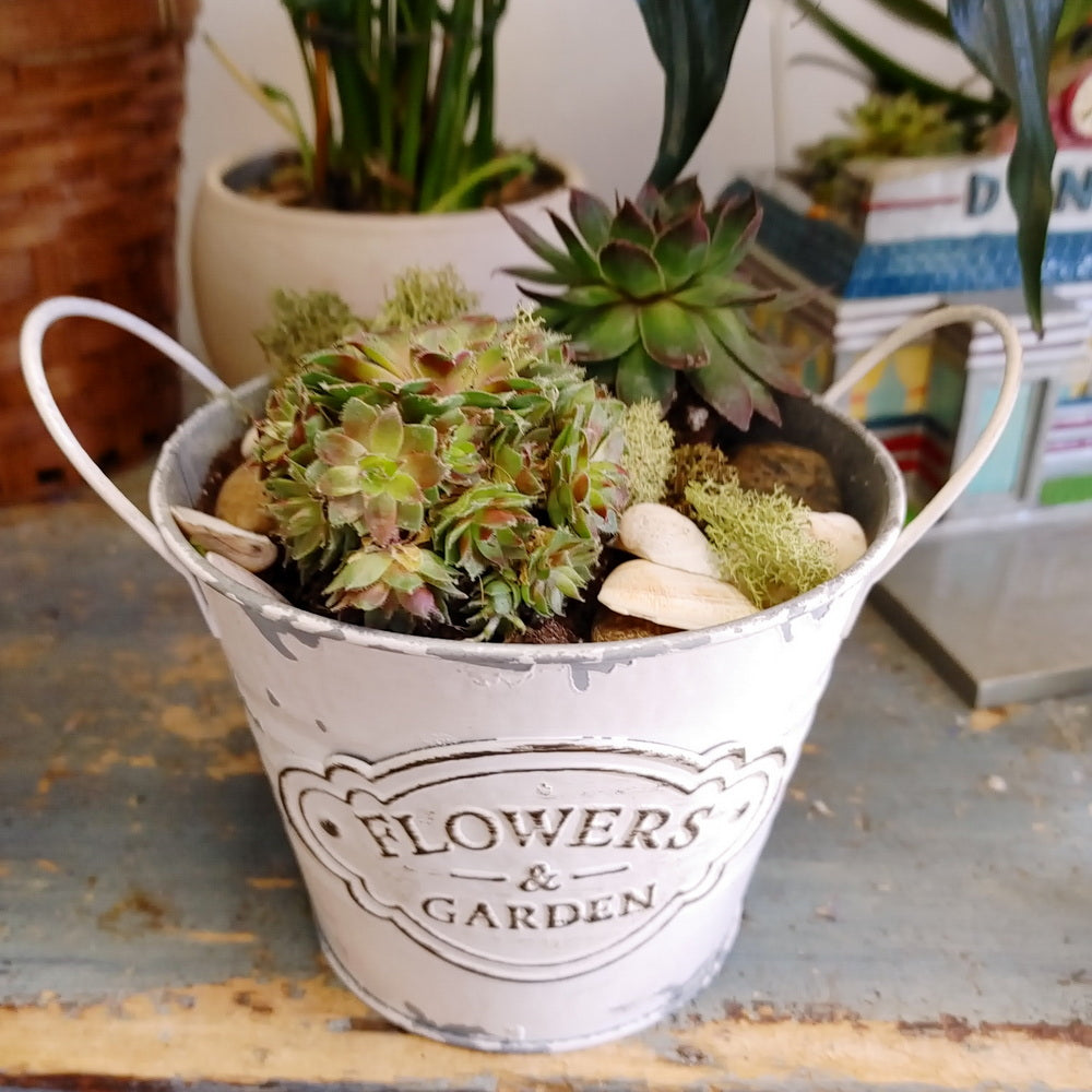 succulent bucket Twin Retro Succulent Garden