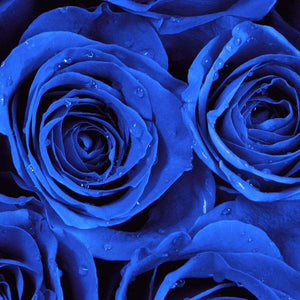 Valentine Two Dozen Boxed Roses (Red, Pink, Rainbow, Blue, Purple, Mixed, White, Yellow)