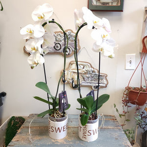 Double Orchid Planter ( 2 Cascading Orchids in Pot)